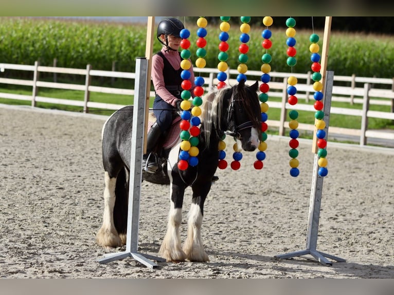 Cob Irlandese / Tinker / Gypsy Vanner Castrone 4 Anni 120 cm Pezzato in Bogaarden