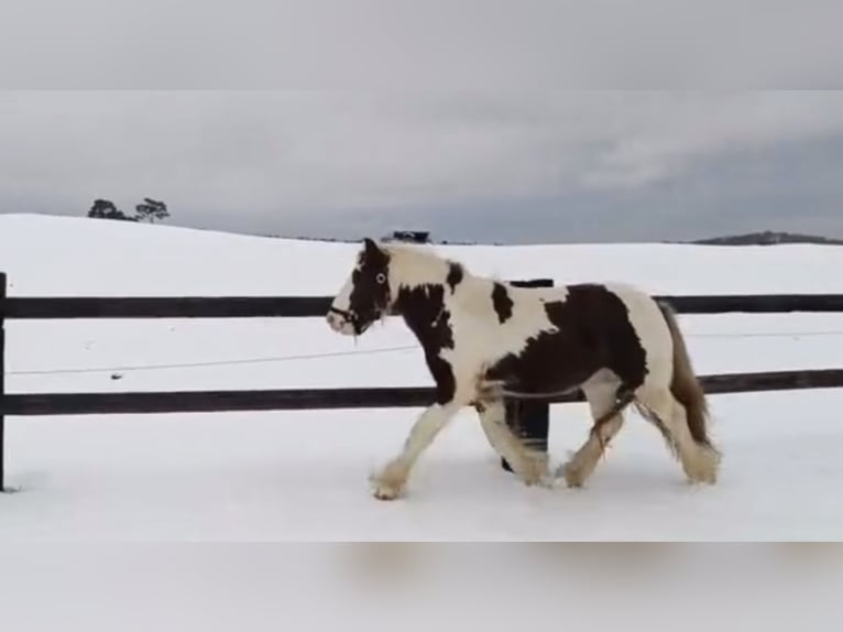 Cob Irlandese / Tinker / Gypsy Vanner Castrone 4 Anni 123 cm Pezzato in Nettersheim