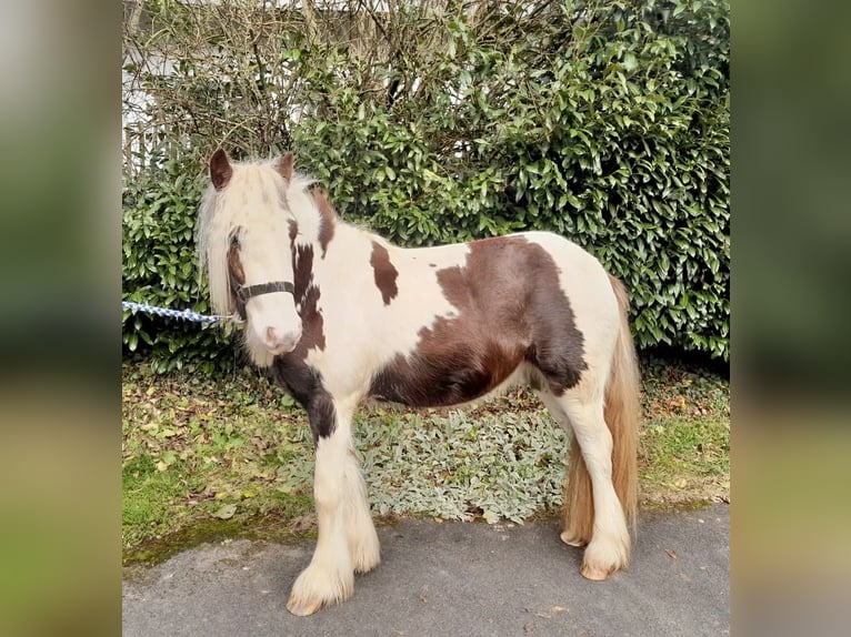 Cob Irlandese / Tinker / Gypsy Vanner Castrone 4 Anni 123 cm Pezzato in Nettersheim