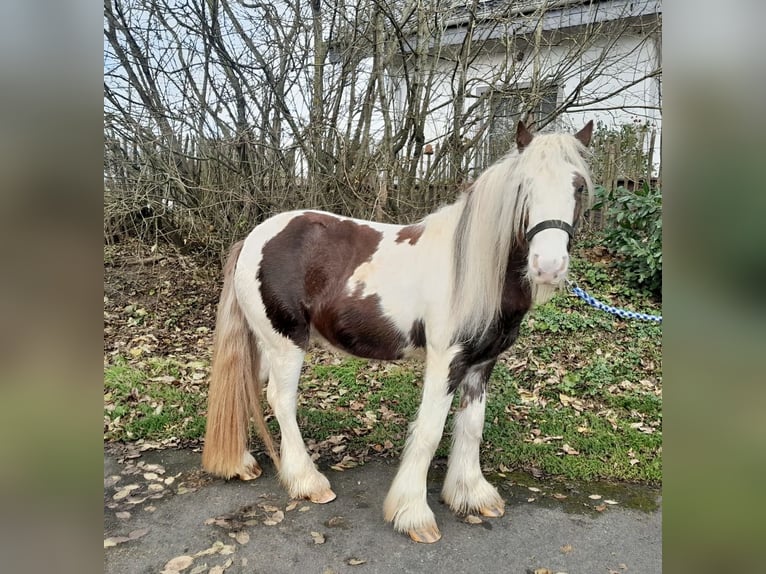 Cob Irlandese / Tinker / Gypsy Vanner Castrone 4 Anni 123 cm Pezzato in Nettersheim