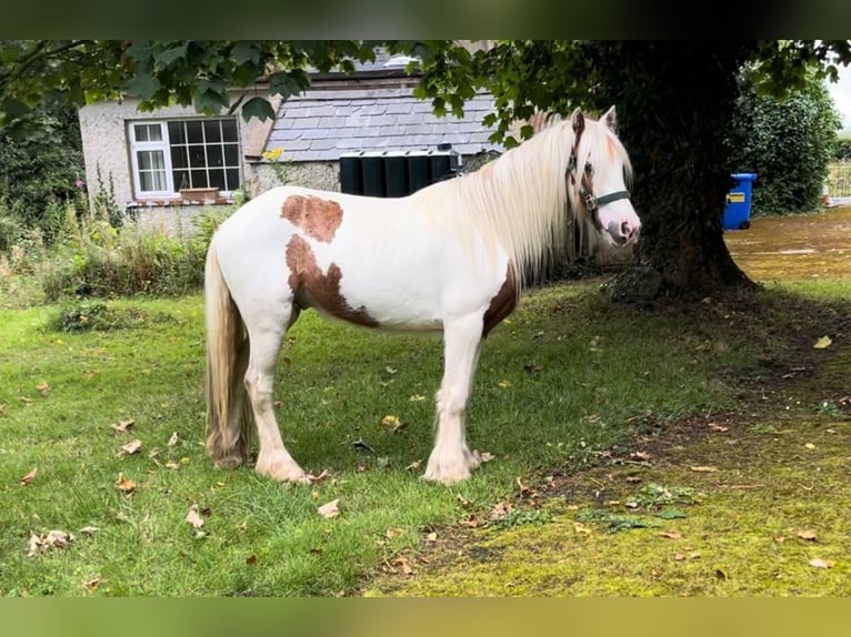 Cob Irlandese / Tinker / Gypsy Vanner Castrone 4 Anni 124 cm Pezzato in Bogaarden