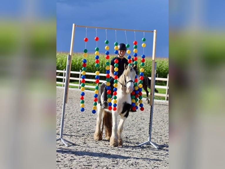 Cob Irlandese / Tinker / Gypsy Vanner Castrone 4 Anni 124 cm Pezzato in Bogaarden