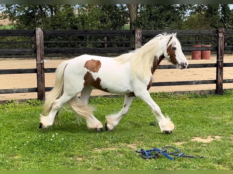 Cob Irlandese / Tinker / Gypsy Vanner Castrone 4 Anni 124 cm Pezzato in Bogaarden