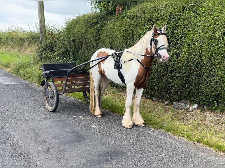 Cob Irlandese / Tinker / Gypsy Vanner Castrone 4 Anni 124 cm Pezzato in Bogaarden