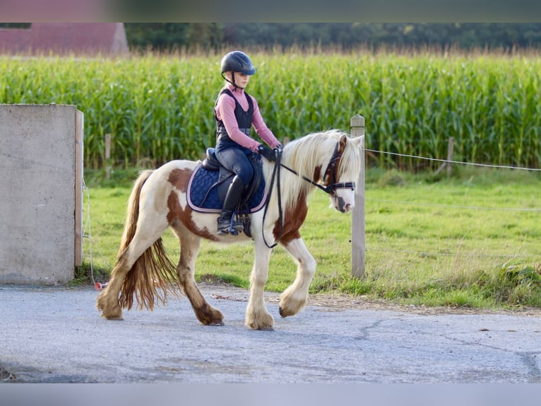 Cob Irlandese / Tinker / Gypsy Vanner Castrone 4 Anni 124 cm Pezzato in Bogaarden