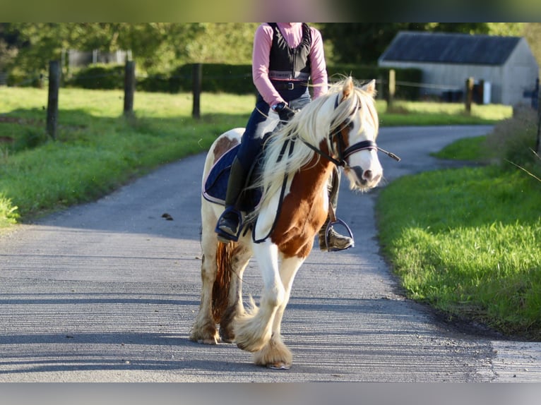 Cob Irlandese / Tinker / Gypsy Vanner Castrone 4 Anni 124 cm Pezzato in Bogaarden