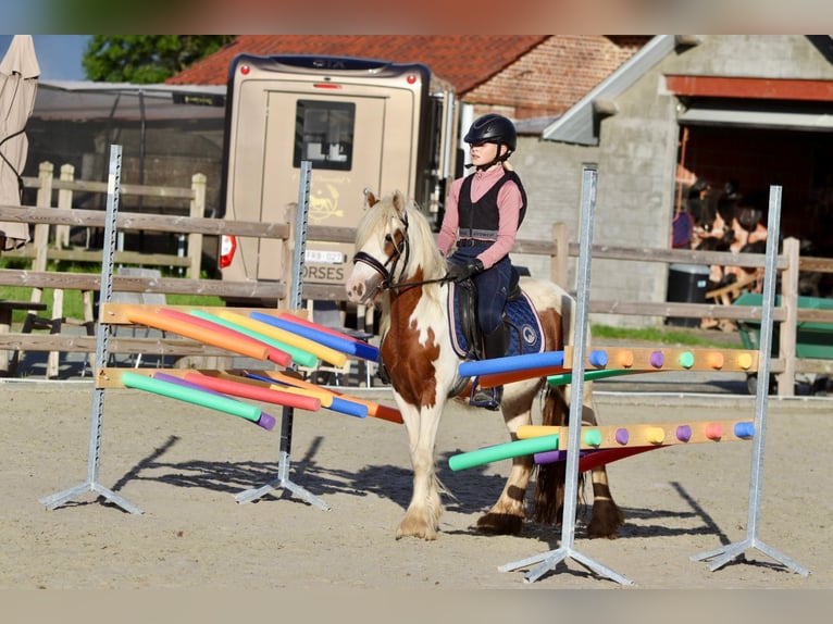 Cob Irlandese / Tinker / Gypsy Vanner Castrone 4 Anni 124 cm Pezzato in Bogaarden