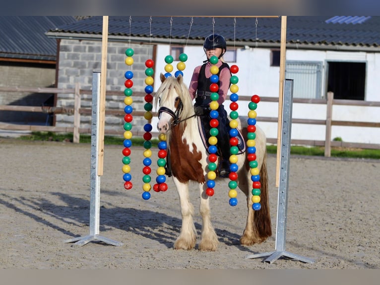 Cob Irlandese / Tinker / Gypsy Vanner Castrone 4 Anni 124 cm Pezzato in Bogaarden