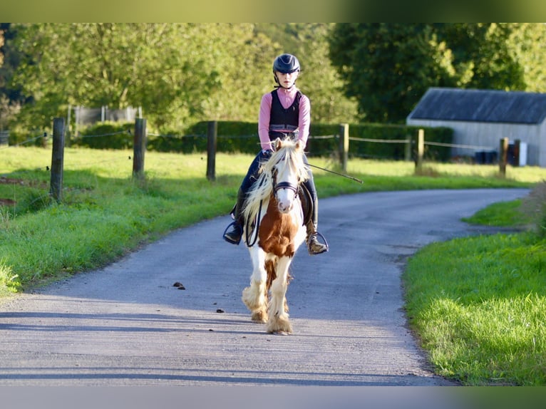 Cob Irlandese / Tinker / Gypsy Vanner Castrone 4 Anni 124 cm Pezzato in Bogaarden