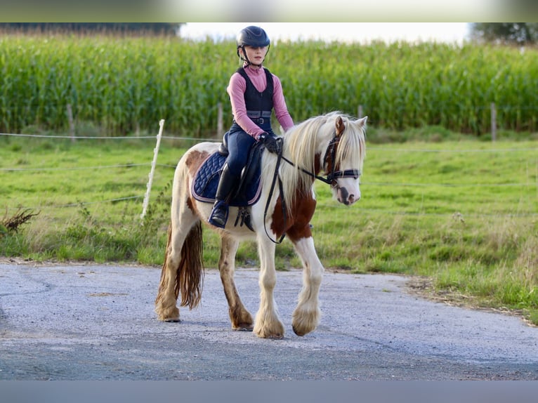 Cob Irlandese / Tinker / Gypsy Vanner Castrone 4 Anni 124 cm Pezzato in Bogaarden