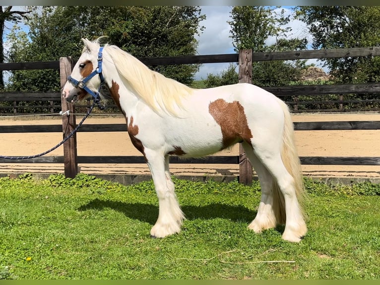 Cob Irlandese / Tinker / Gypsy Vanner Castrone 4 Anni 124 cm Pezzato in Bogaarden