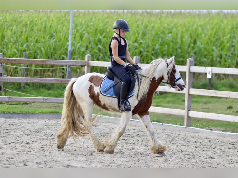 Cob Irlandese / Tinker / Gypsy Vanner Castrone 4 Anni 124 cm Pezzato in Bogaarden