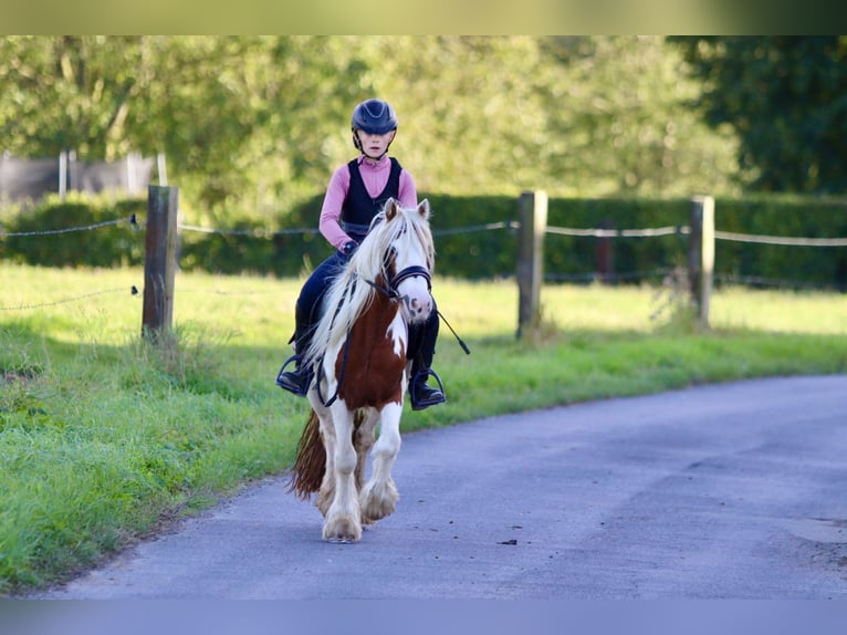 Cob Irlandese / Tinker / Gypsy Vanner Castrone 4 Anni 124 cm Pezzato in Bogaarden