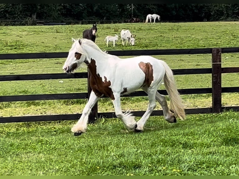 Cob Irlandese / Tinker / Gypsy Vanner Castrone 4 Anni 124 cm Pezzato in Bogaarden