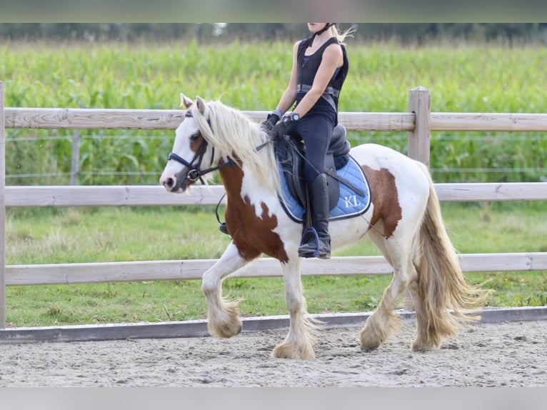 Cob Irlandese / Tinker / Gypsy Vanner Castrone 4 Anni 124 cm Pezzato in Bogaarden