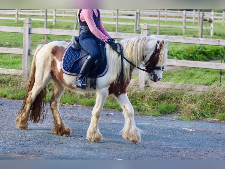 Cob Irlandese / Tinker / Gypsy Vanner Castrone 4 Anni 124 cm Pezzato in Bogaarden