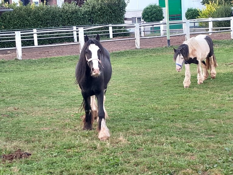 Cob Irlandese / Tinker / Gypsy Vanner Castrone 4 Anni 125 cm Morello in Niederzier