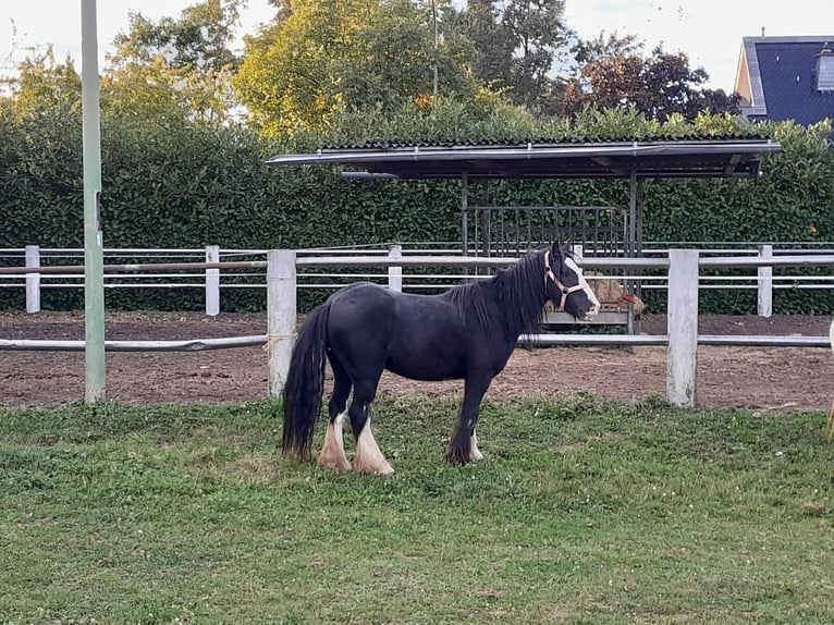 Cob Irlandese / Tinker / Gypsy Vanner Castrone 4 Anni 125 cm Morello in Niederzier