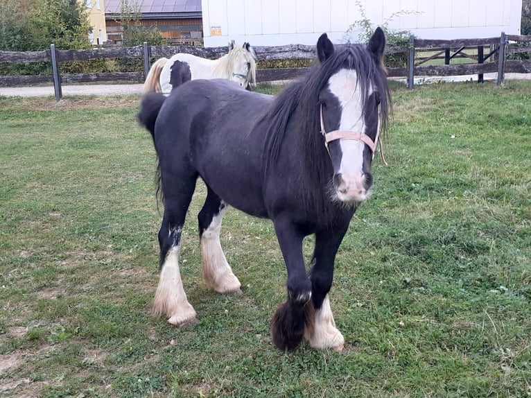 Cob Irlandese / Tinker / Gypsy Vanner Castrone 4 Anni 125 cm Morello in Niederzier