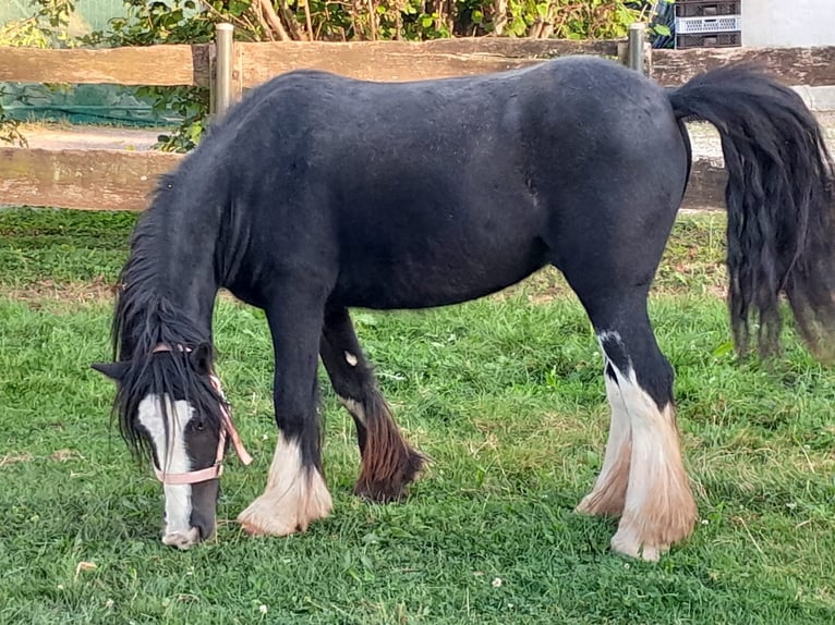 Cob Irlandese / Tinker / Gypsy Vanner Castrone 4 Anni 125 cm Morello in Niederzier