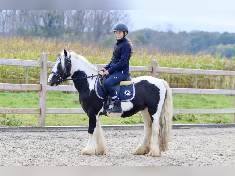 Cob Irlandese / Tinker / Gypsy Vanner Castrone 4 Anni 125 cm Pezzato in Bogaarden