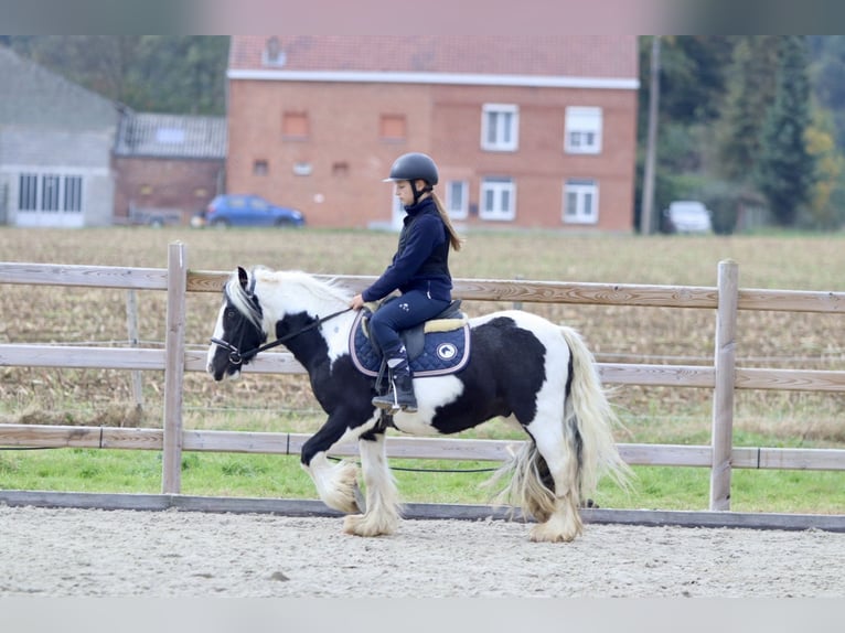 Cob Irlandese / Tinker / Gypsy Vanner Castrone 4 Anni 125 cm Pezzato in Bogaarden