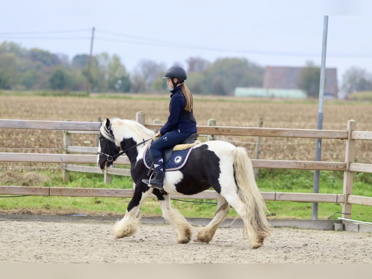 Cob Irlandese / Tinker / Gypsy Vanner Castrone 4 Anni 125 cm Pezzato in Bogaarden