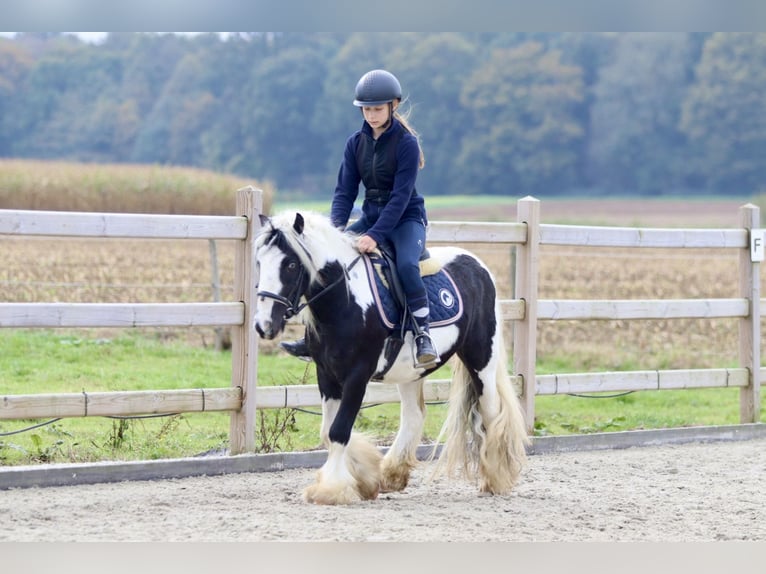 Cob Irlandese / Tinker / Gypsy Vanner Castrone 4 Anni 125 cm Pezzato in Bogaarden