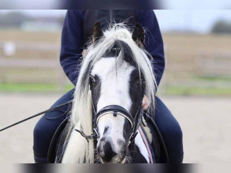 Cob Irlandese / Tinker / Gypsy Vanner Castrone 4 Anni 125 cm Pezzato in Bogaarden