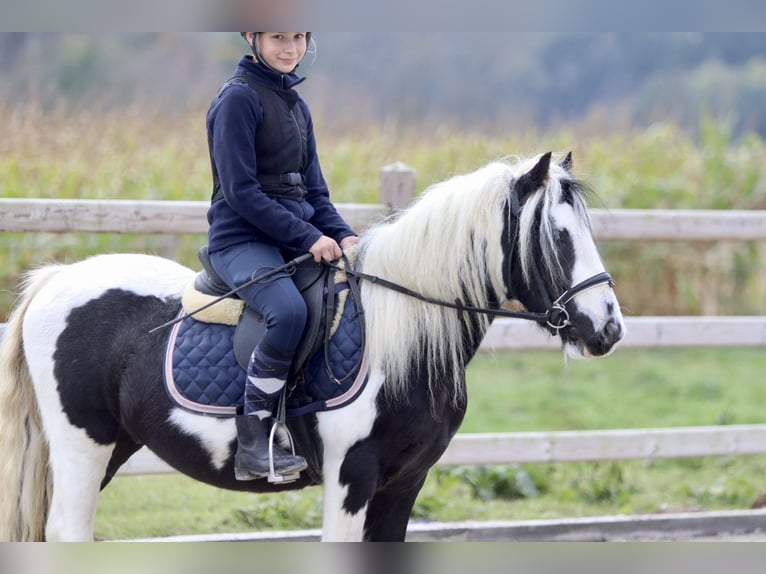 Cob Irlandese / Tinker / Gypsy Vanner Castrone 4 Anni 125 cm Pezzato in Bogaarden