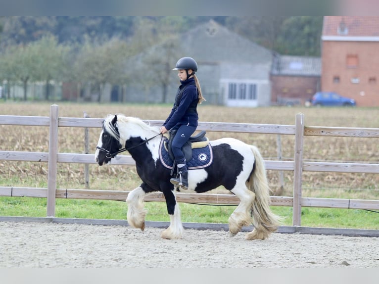 Cob Irlandese / Tinker / Gypsy Vanner Castrone 4 Anni 125 cm Pezzato in Bogaarden