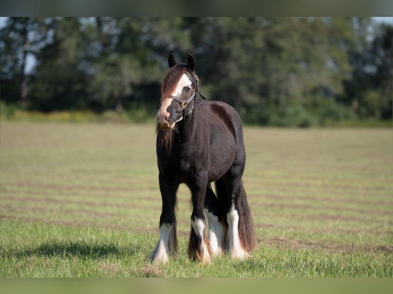 Cob Irlandese / Tinker / Gypsy Vanner Castrone 4 Anni 127 cm in Vincent, AL