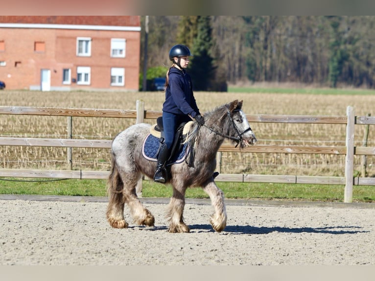 Cob Irlandese / Tinker / Gypsy Vanner Castrone 4 Anni 127 cm Roano blu in Bogaarden