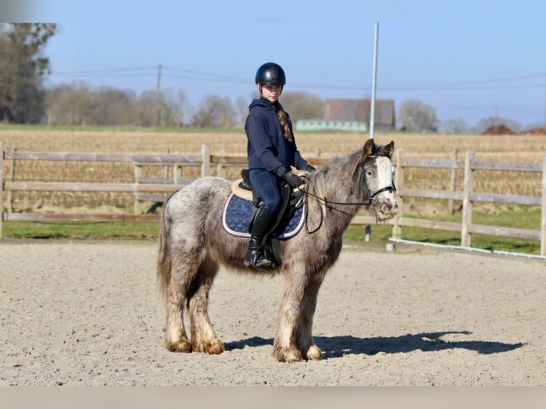 Cob Irlandese / Tinker / Gypsy Vanner Castrone 4 Anni 127 cm Roano blu in Bogaarden