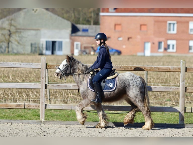 Cob Irlandese / Tinker / Gypsy Vanner Castrone 4 Anni 127 cm Roano blu in Bogaarden