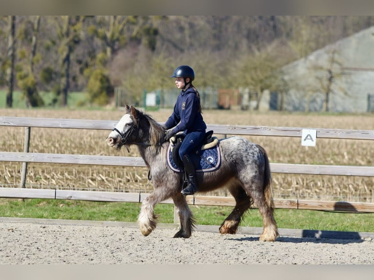 Cob Irlandese / Tinker / Gypsy Vanner Castrone 4 Anni 127 cm Roano blu in Bogaarden