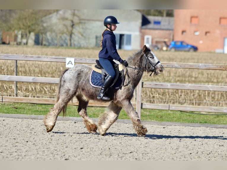 Cob Irlandese / Tinker / Gypsy Vanner Castrone 4 Anni 127 cm Roano blu in Bogaarden