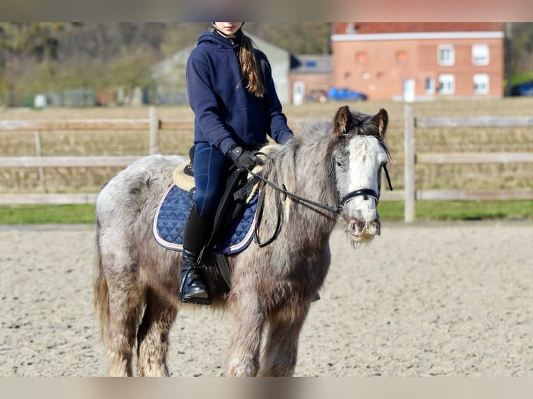 Cob Irlandese / Tinker / Gypsy Vanner Castrone 4 Anni 127 cm Roano blu in Bogaarden