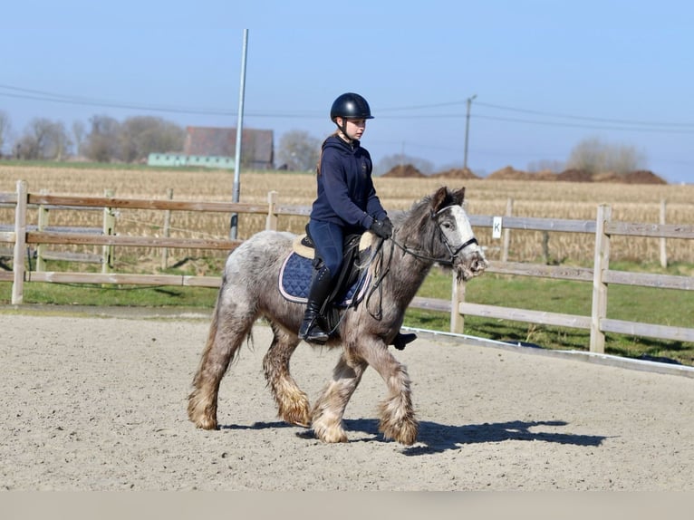 Cob Irlandese / Tinker / Gypsy Vanner Castrone 4 Anni 127 cm Roano blu in Bogaarden