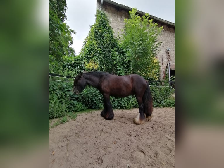 Cob Irlandese / Tinker / Gypsy Vanner Castrone 4 Anni 130 cm Baio scuro in Halberstadt