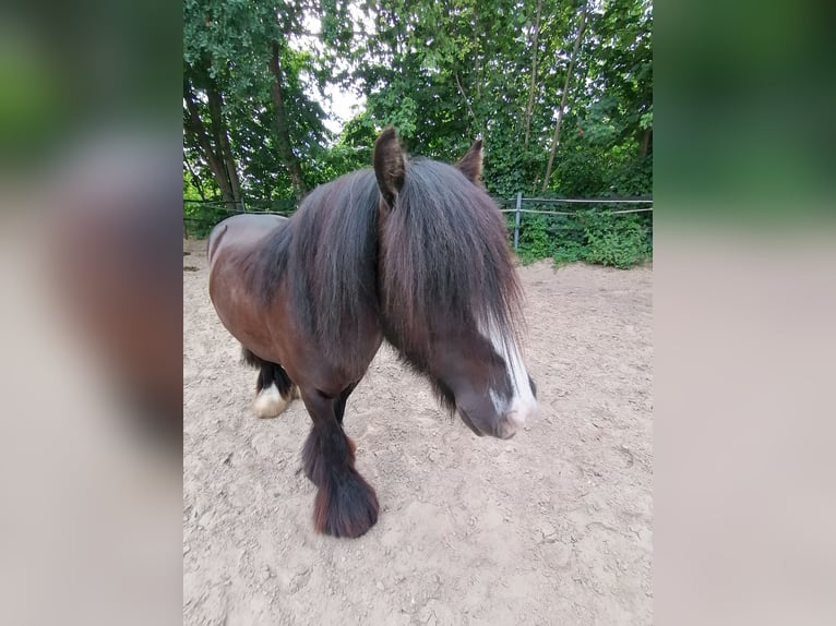 Cob Irlandese / Tinker / Gypsy Vanner Castrone 4 Anni 130 cm Baio scuro in Halberstadt