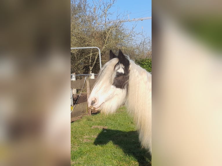 Cob Irlandese / Tinker / Gypsy Vanner Castrone 4 Anni 130 cm Pezzato in Niederzier