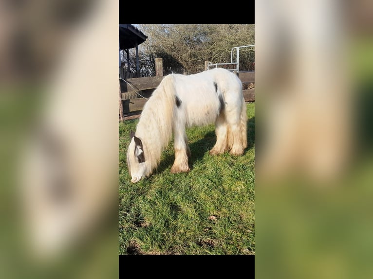 Cob Irlandese / Tinker / Gypsy Vanner Castrone 4 Anni 130 cm Pezzato in Niederzier