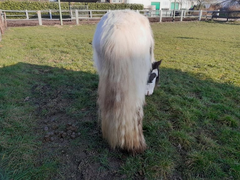 Cob Irlandese / Tinker / Gypsy Vanner Castrone 4 Anni 130 cm Pezzato in Niederzier