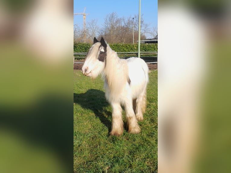 Cob Irlandese / Tinker / Gypsy Vanner Castrone 4 Anni 130 cm Pezzato in Niederzier