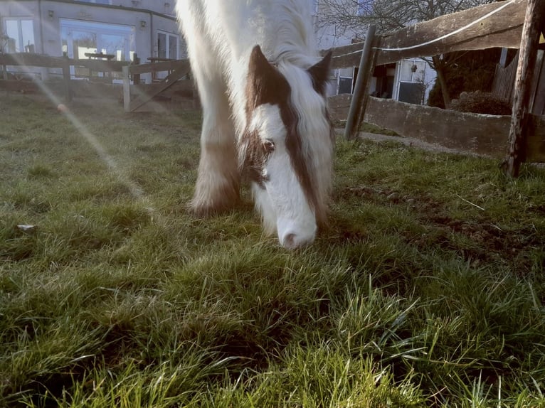 Cob Irlandese / Tinker / Gypsy Vanner Castrone 4 Anni 130 cm Pezzato in Niederzier