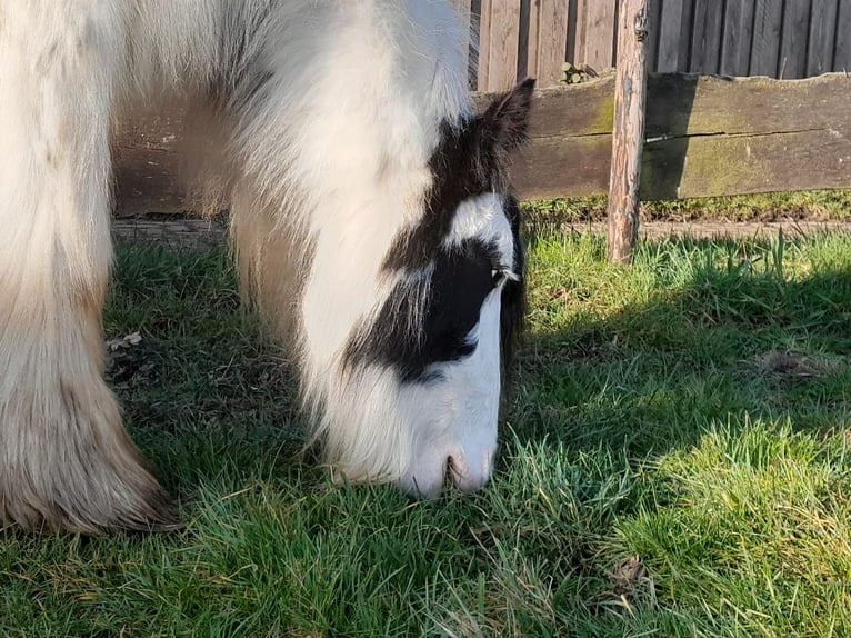 Cob Irlandese / Tinker / Gypsy Vanner Castrone 4 Anni 130 cm Pezzato in Niederzier