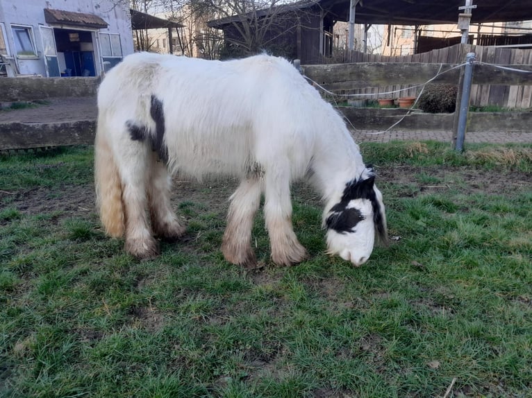 Cob Irlandese / Tinker / Gypsy Vanner Castrone 4 Anni 130 cm Pezzato in Niederzier