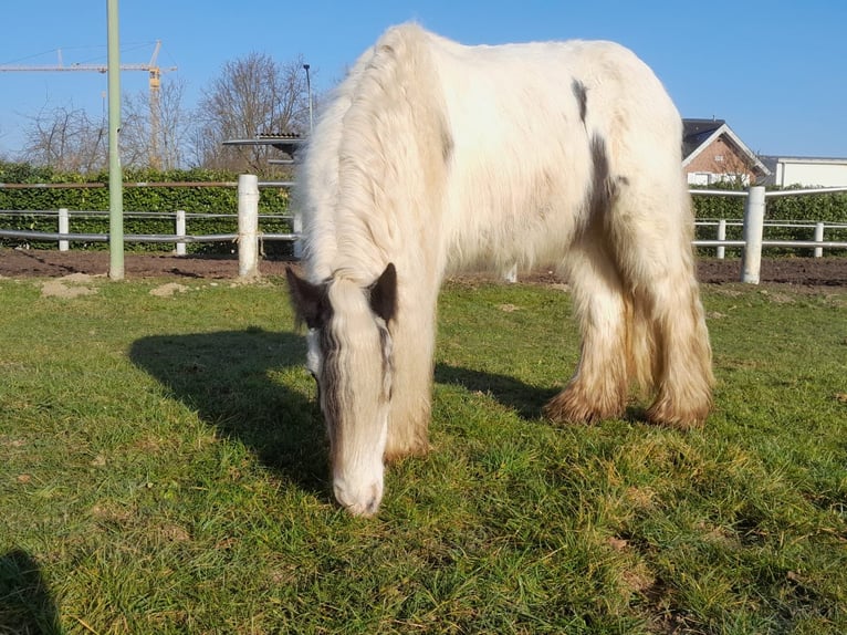 Cob Irlandese / Tinker / Gypsy Vanner Castrone 4 Anni 130 cm Pezzato in Niederzier