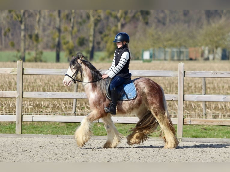 Cob Irlandese / Tinker / Gypsy Vanner Castrone 4 Anni 130 cm Roano rosso in Bogaarden